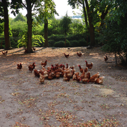 Auslauf (Draußen) (1)