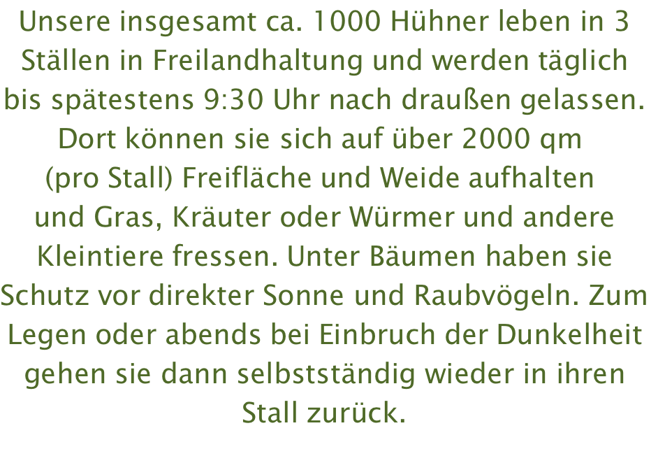 Unsere insgesamt ca. 1000 Hühner leben in 3 Ställen in Freilandhaltung und werden täglich bis spätestens 9:30 Uhr nach draußen gelassen. Dort können sie sich auf über 2000 qm  (pro Stall) Freifläche und Weide aufhalten  und Gras, Kräuter oder Würmer und andere Kleintiere fressen. Unter Bäumen haben sie Schutz vor direkter Sonne und Raubvögeln. Zum Legen oder abends bei Einbruch der Dunkelheit gehen sie dann selbstständig wieder in ihren Stall zurück. 