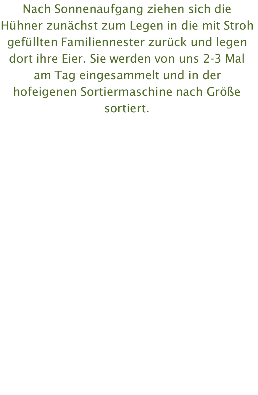 Nach Sonnenaufgang ziehen sich die Hühner zunächst zum Legen in die mit Stroh gefüllten Familiennester zurück und legen dort ihre Eier. Sie werden von uns 2-3 Mal am Tag eingesammelt und in der hofeigenen Sortiermaschine nach Größe sortiert.