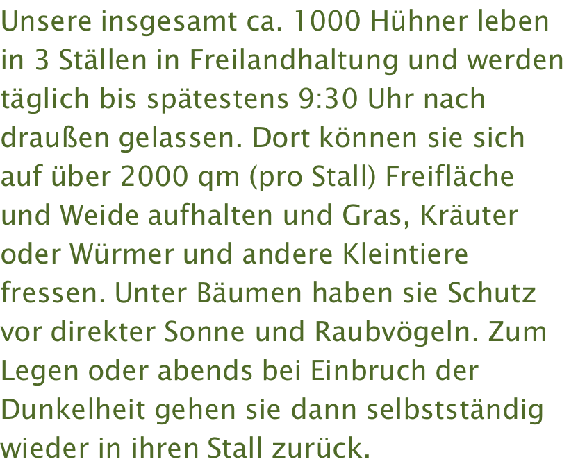 Unsere insgesamt ca. 1000 Hühner leben in 3 Ställen in Freilandhaltung und werden täglich bis spätestens 9:30 Uhr nach draußen gelassen. Dort können sie sich auf über 2000 qm (pro Stall) Freifläche und Weide aufhalten und Gras, Kräuter oder Würmer und andere Kleintiere fressen. Unter Bäumen haben sie Schutz vor direkter Sonne und Raubvögeln. Zum Legen oder abends bei Einbruch der Dunkelheit gehen sie dann selbstständig wieder in ihren Stall zurück. 